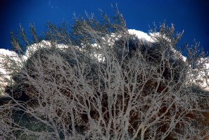 20100304203831 arbre hiver