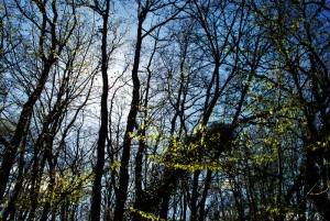 20120420222431 fruehling wald 800