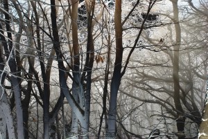 20130117210509 dsc 0831 brouillard 800