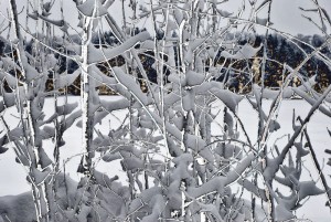 20130210105322 dsc 6499 blanc structure 800